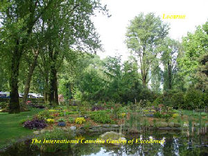 International Camellia Garden of Excellence Locarno