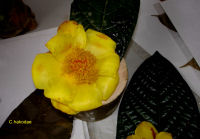 Camellia hakodae
