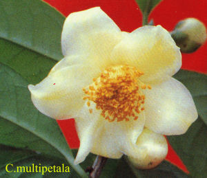 C. multipetala