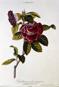 Trew: Camellia