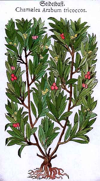 Camellia tricoccos
